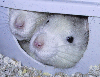 Two little rat noses poking out their igloo