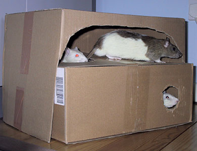 Biscuit, Badger & Willow exploring a cardboard box