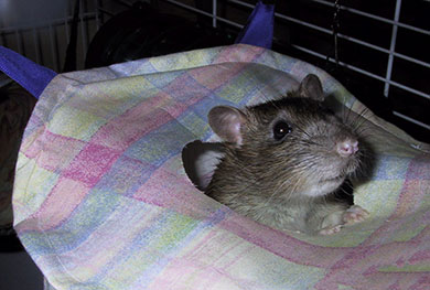 Willow in his home made rattie tent