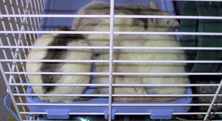 The rattie boys sleeping out on a plastic shelf