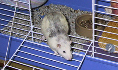 Badger looking out the door of his rat cage