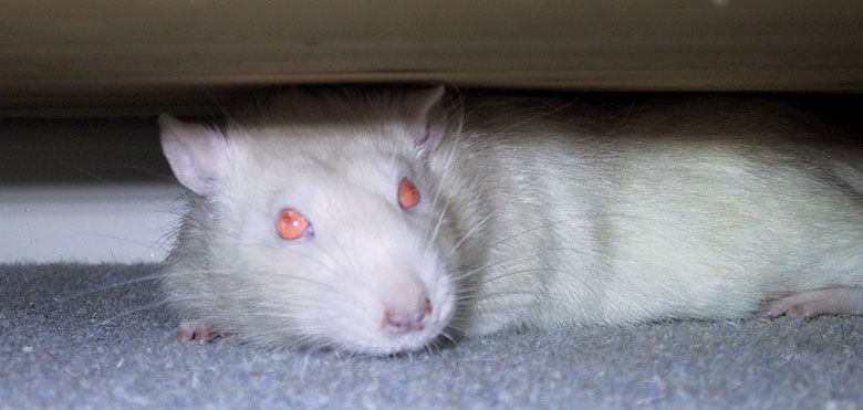 Biscuit refusing to come out from under the sideboard