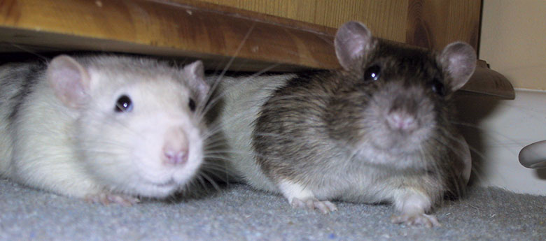 Our two rats, Badger & Willow lurking under the sideboard