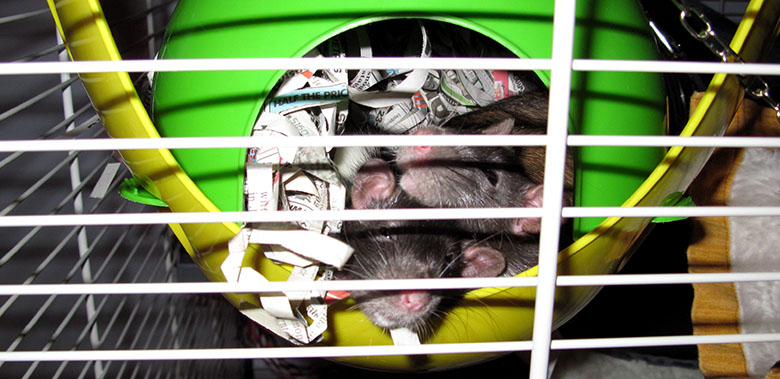 My rattie girls stuffed into their sputnik Kiki and Dora peeking out their sputnik and the others are in there somewhere