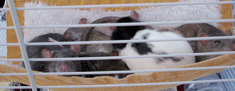 My five rattie girls snuggled in their hammock together Rattie happiness