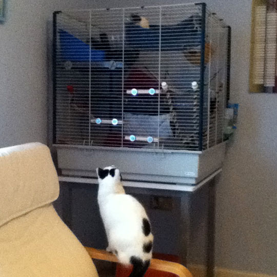 Inkie thinks she is sneaking up on the rats, but little Kiki (at the top of the cage) has noticed the feline visitor