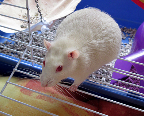 Our sweet rat, Polar, sitting on the door of his cage