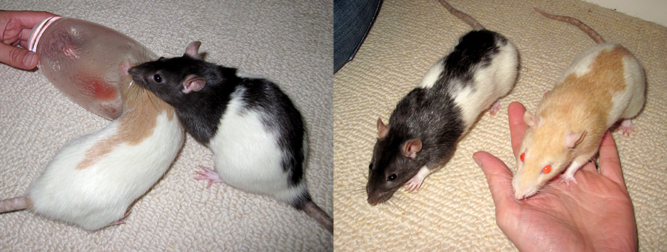 Our beautiful rats, Tula & Tilly, out and about