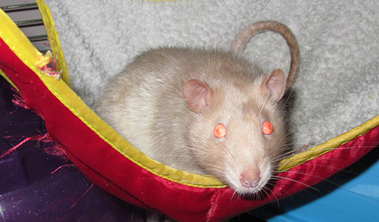 Our sweet rat, Panda snuggled in his hammock