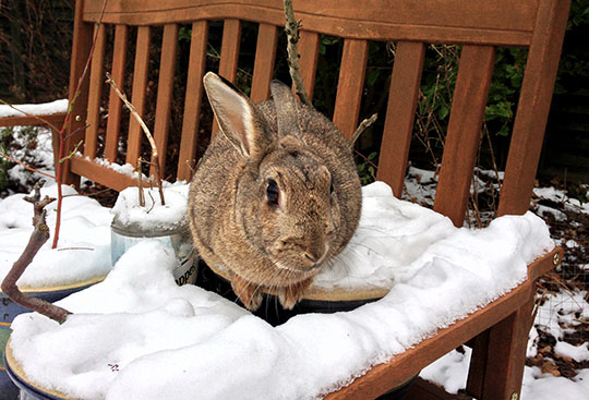 Our bunny Fern sitting on a snow covered bench