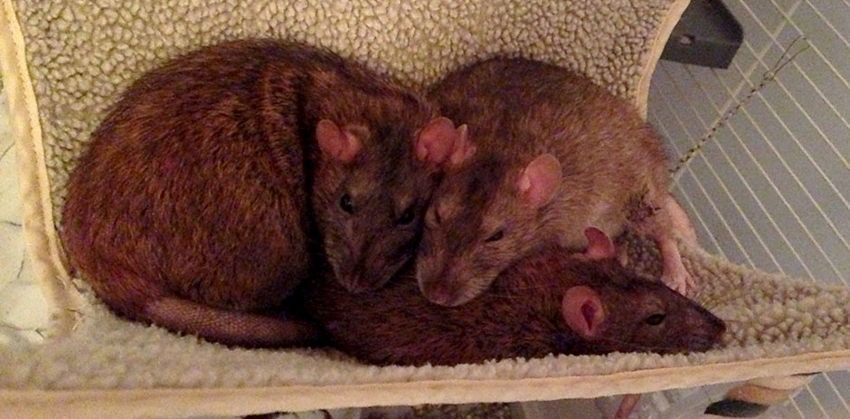 My three beautiful agouti rats huddled in their hammock In happier times