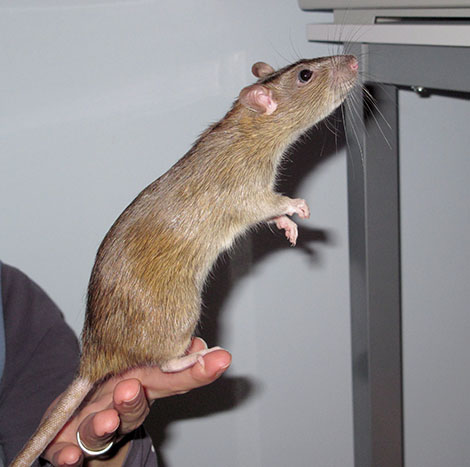 Our beautiful rat, Mitzi balancing on my hand Our beautiful girl, Mitzi
