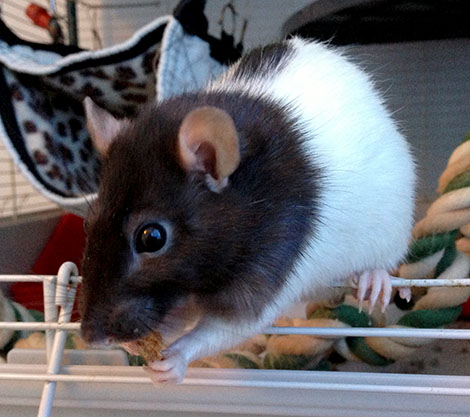 Our sweet little rat, Kiki, eating a bran flake on her cage doorway