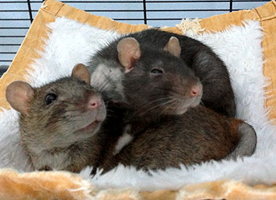 Old age rats, Maple and Dora, snuggled in their hammock