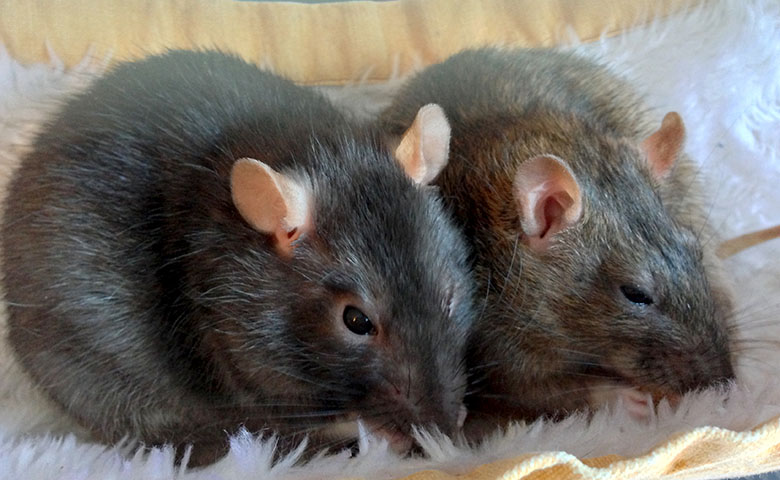 Senior rats, Maple and Dora cuddled in their hammock