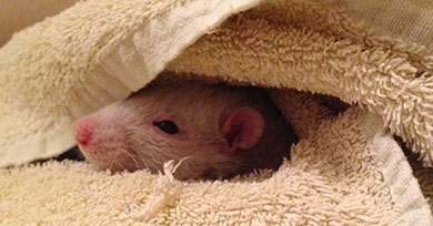 Our poorly rat Kapy enjoying some cuddles