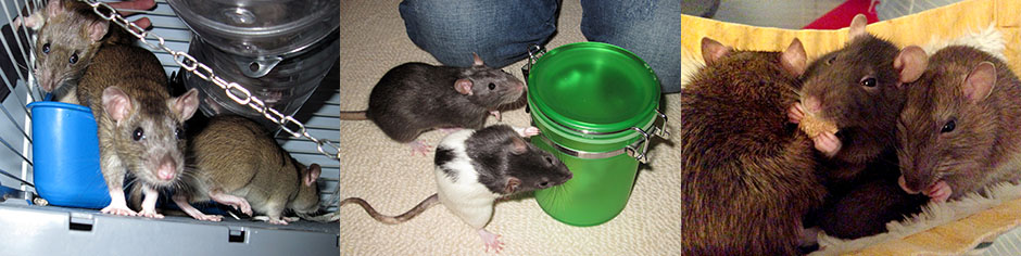 My rattie girls in happier times