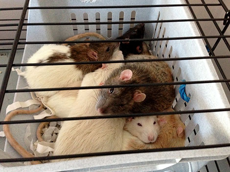 A rattie pile up Chips with is new brothers