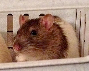Our little rat, Whisper Whisper