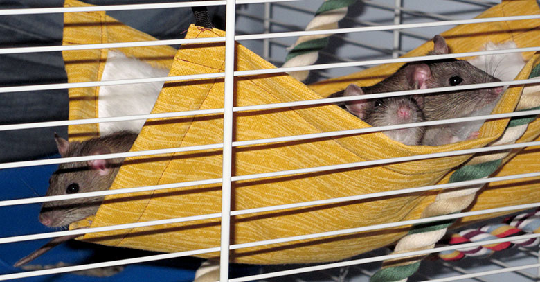 Three baby rats peeking out of their hammock Baby Twiglets
