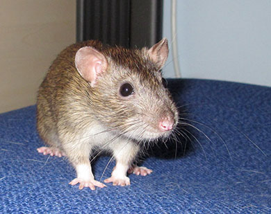 Our little rat, Dora