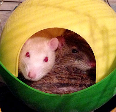 Our rat, Chewie peeking out of a plastic rat bed Hello Chewie