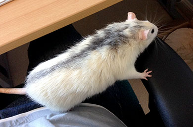 Our new husky rat, Bandit Bandit