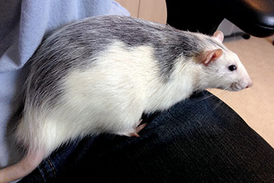 Our new husky rat, Wombat Wombat
