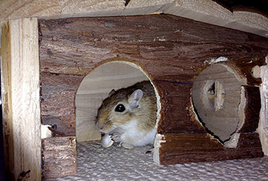 Wheatie enjoying a pumpkin seed in his log cabin