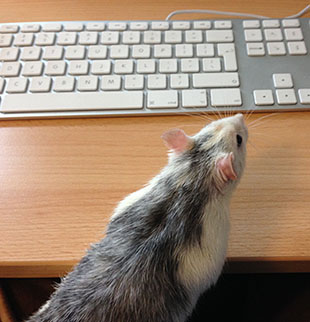 Our rat Wombat checking out a computer keyboard Wombat working hard