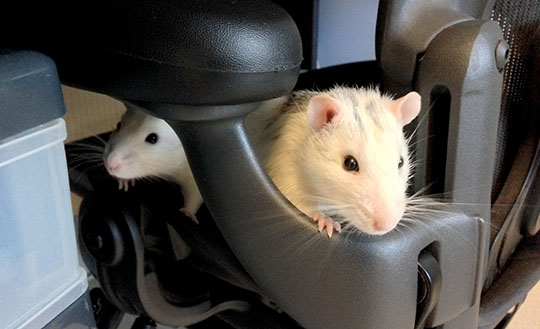 Bandit and Wombat peeking our from an office chair This seat is taken