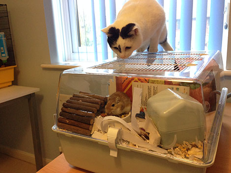 Our cat Inkie sitting on Wheatie's cage watching him eat Inkie and Wheatie