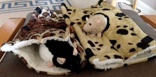 Two toy rats testing out Bandit & Wombat's new rattie beds What's going on here?
