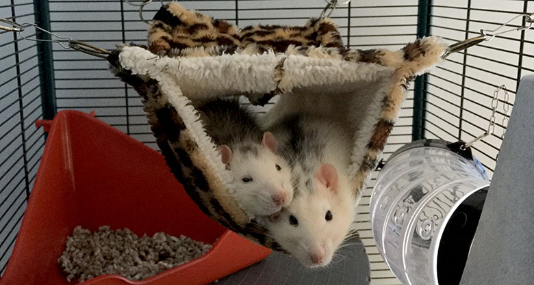 Ratties, Bandit and Wombat snuggled up in their fleecy bed The real Bandit & Wombat enjoying their cosy bed