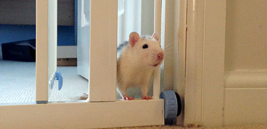 Our rat Wombat peering out of the office 'Where's Bandit gone now?'