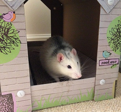 Bandit sitting in Inkie's cardboard cat house Bandit on his adventure