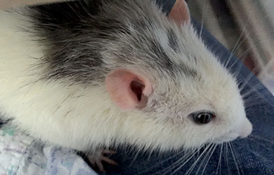 Our sweet rat, Bandit