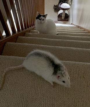 Our rat Bandit looking down the stairs at Inkie the cat Bandit and Inkie