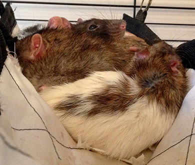 My three sweet rats Whisper in front, Chips and Truffle