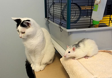 Our rat Bandit and his new feline friend, Inkie Best friends