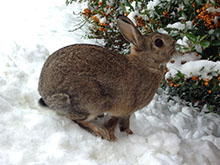 First Snow