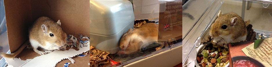 Pictures of our gorgeous gerbil Wheatie doing what he loved