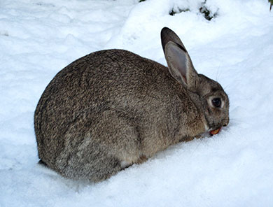 page_0959Fern the bunny nibbling a wild berry in the snow