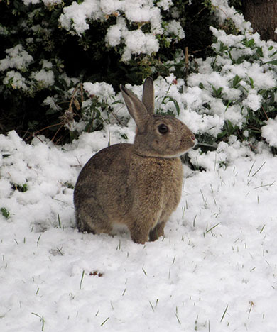 Fern the bunny sitting in the snow