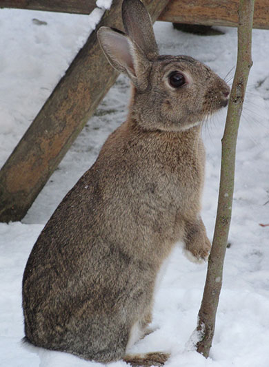 Fern the bunny standing up and looking around the snow covered garden