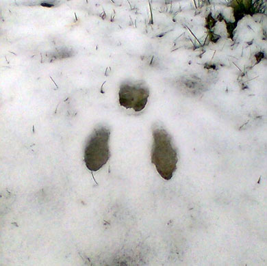 bunny footprints in snow