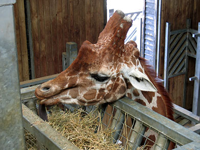 Giraffe eating hay taken at Colchester Zoo