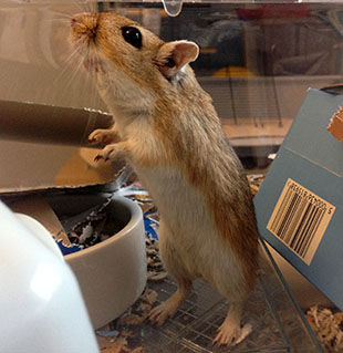 Our beautiful gerbil, Wheatie Our sweet boy, Wheatie