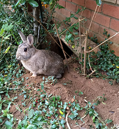 Our bunny Fern looking very pleased with her digging efforts Doesn't she look pleased with herself?