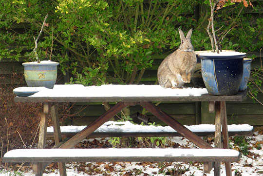 Fern enjoying our snow covered picnic table Fern enjoying our snow covered picnic table